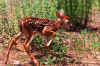 Bambi01.jpg (18224 bytes)