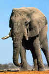 Elephant2.jpg (10627 bytes)