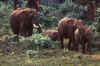 Elephants.jpg (12213 bytes)