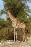 Giraffe1.jpg (14315 bytes)