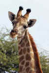 Giraffe2.jpg (8902 bytes)