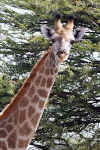 Giraffe3.jpg (18201 bytes)