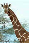 Giraffe4.jpg (11652 bytes)