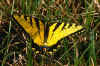 Swallowtail2.jpg (16852 bytes)