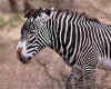 Zebras01.jpg (16327 bytes)